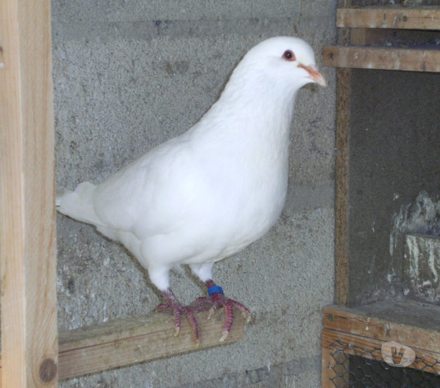 Vente Seine-et-Marne Bagneaux sur Loing - 77167 - Photos Vivastreet Pigeons reproducteurs hubbell blanc