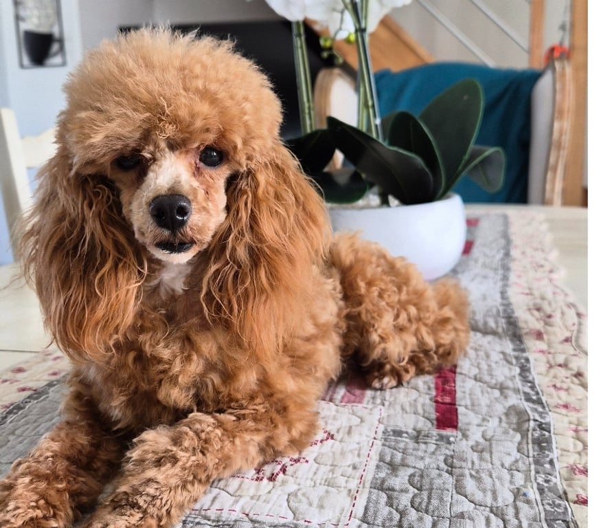 Vente Vienne Luchapt - 86430 - Photos Vivastreet Chiens caniches teacup ou tini toy