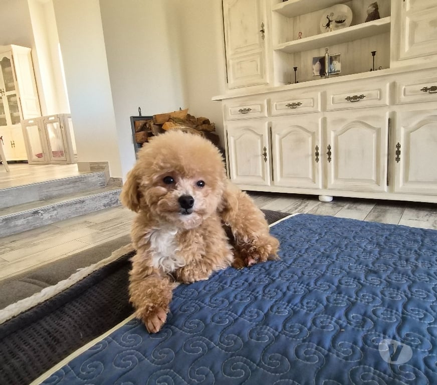 Vente Vienne Luchapt - 86430 - Photos Vivastreet Chiens caniches teacup ou tini toy