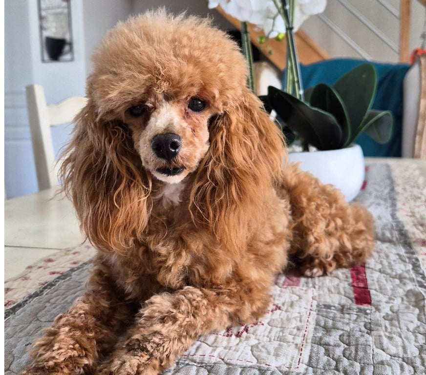 Vente Vienne Luchapt - 86430 - Photos Vivastreet Chiens caniches teacup ou tini toy