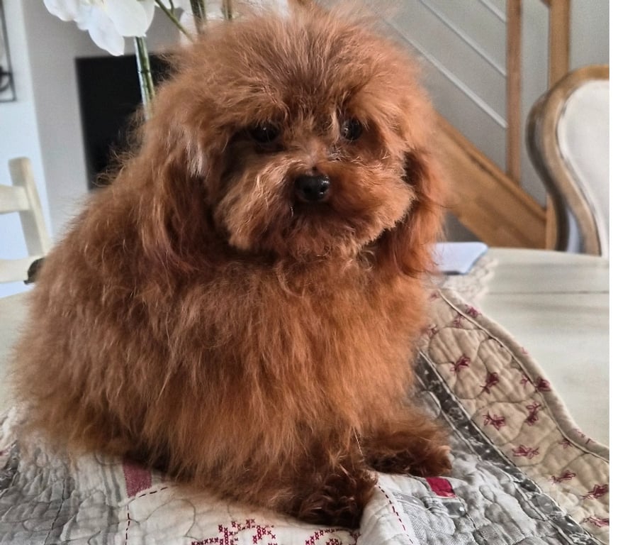 Vente Vienne Luchapt - 86430 - Photos Vivastreet Chiens caniches teacup ou tini toy