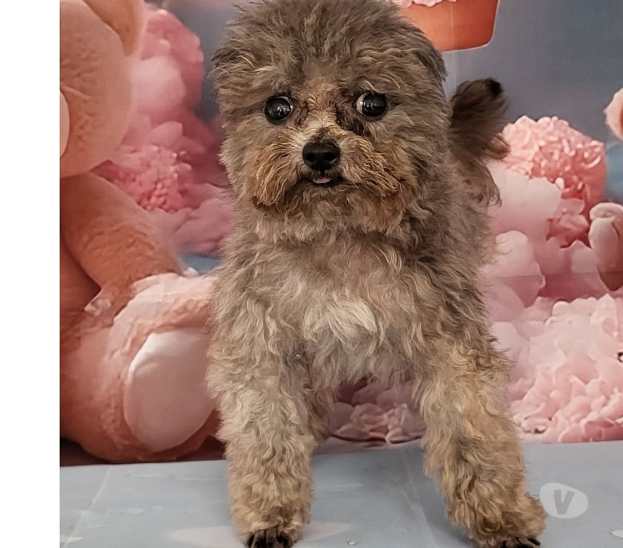 Vente Vienne Luchapt - 86430 - Photos Vivastreet Chiens caniches teacup ou tini toy