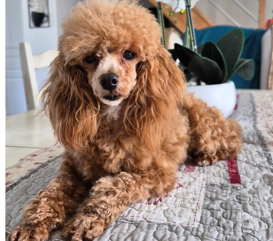 Vente Vienne Luchapt - 86430 - Photos Vivastreet Chiens caniches teacup ou tini toy