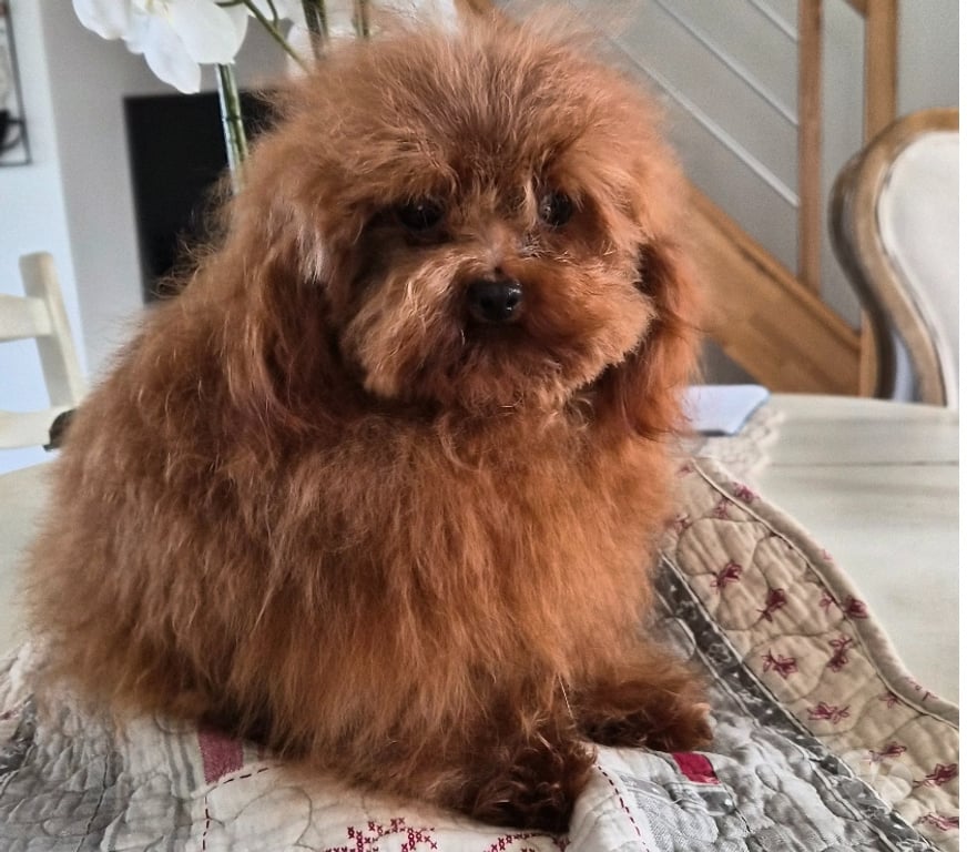 Vente Vienne Luchapt - 86430 - Photos Vivastreet Chiens caniches teacup ou tini toy