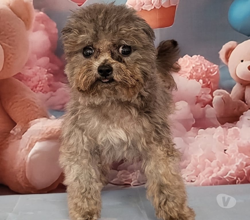 Vente Vienne Luchapt - 86430 - Photos Vivastreet Chiens caniches teacup ou tini toy