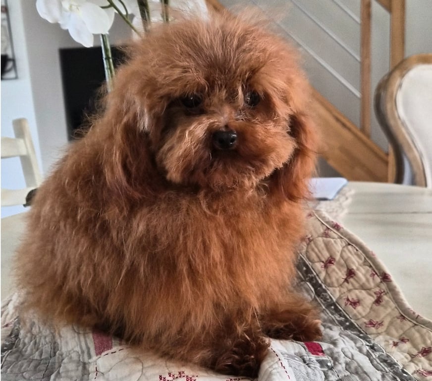 Vente Vienne Luchapt - 86430 - Photos Vivastreet Chiens caniches teacup ou tini toy