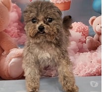 Chiens caniches teacup ou tini toy