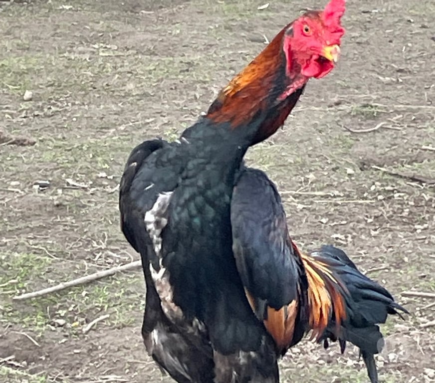 Vente Pas-de-Calais Lens - 62300 - Photos Vivastreet Cop shamo saigon