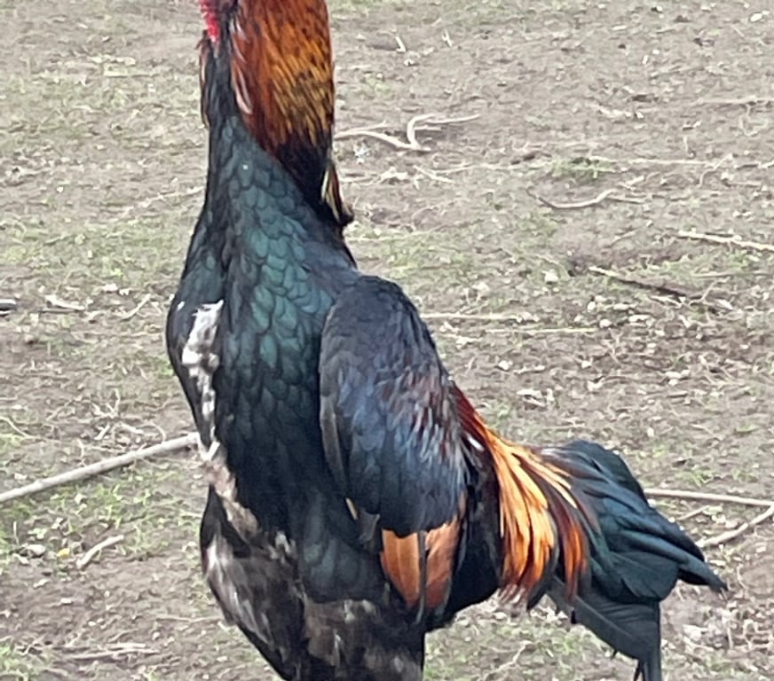 Vente Pas-de-Calais Lens - 62300 - Photos Vivastreet Cop shamo saigon