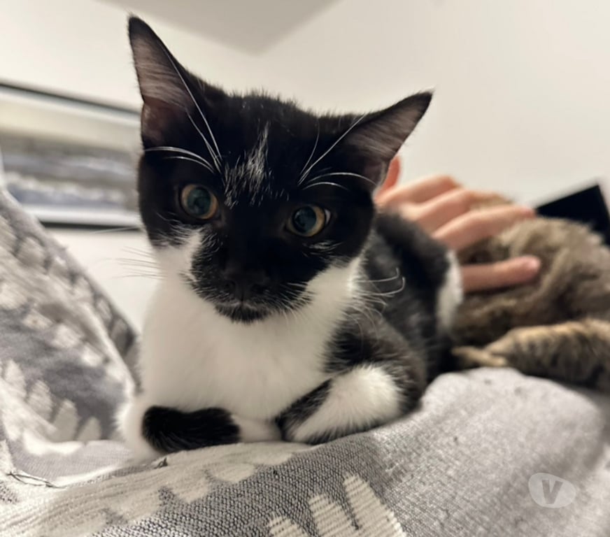 Don animaux Rhône Lyon - Photos Vivastreet ALIBI, chaton plein d'énergie