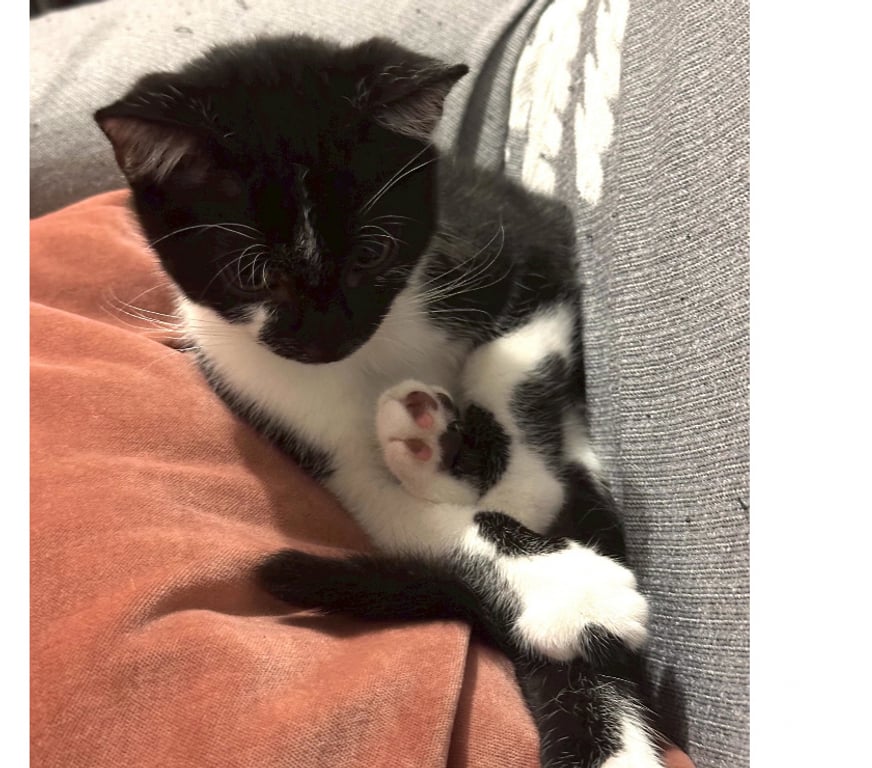 Don animaux Rhône Lyon - Photos Vivastreet ALIBI, chaton plein d'énergie