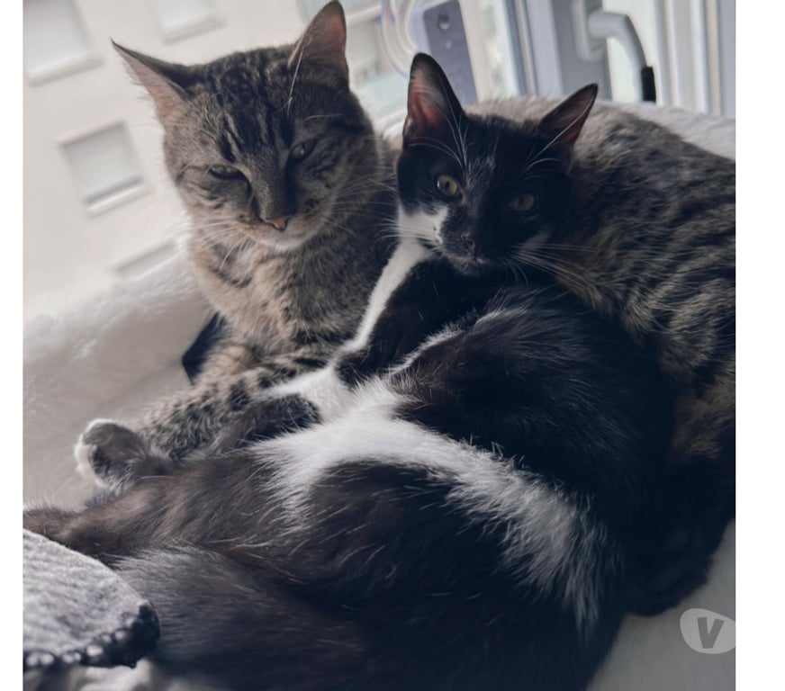 Don animaux Rhône Lyon - Photos Vivastreet ALIBI, chaton plein d'énergie