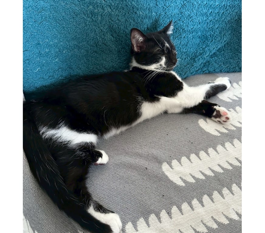 Don animaux Rhône Lyon - Photos Vivastreet ALIBI, chaton plein d'énergie