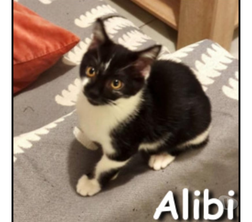 Don animaux Rhône Lyon - Photos Vivastreet ALIBI, chaton plein d'énergie