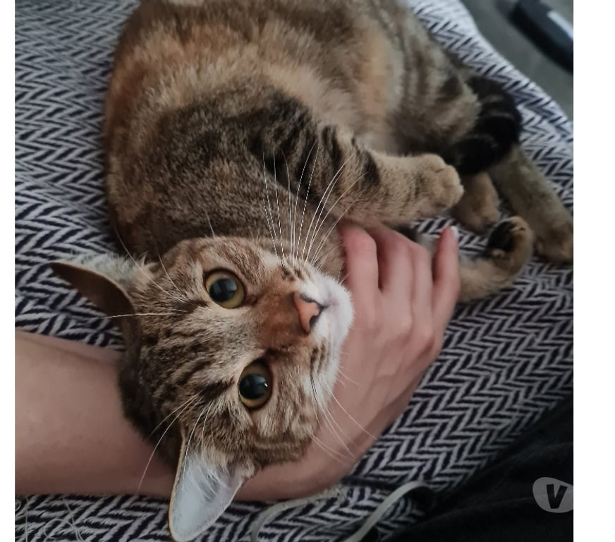 Don animaux Rhône Lyon - Photos Vivastreet SUSHI, minette calme et affectueuse