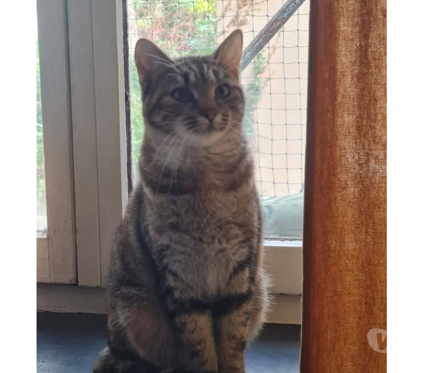 Don animaux Rhône Lyon - Photos Vivastreet SUSHI, minette calme et affectueuse