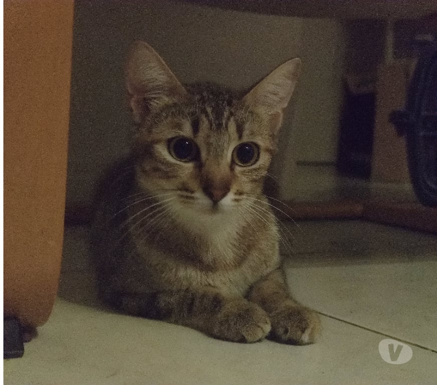 Don animaux Rhône Lyon - Photos Vivastreet SUSHI, minette calme et affectueuse