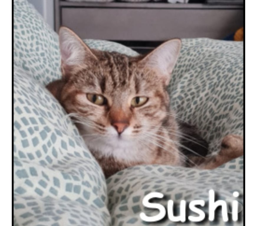 Don animaux Rhône Lyon - Photos Vivastreet SUSHI, minette calme et affectueuse