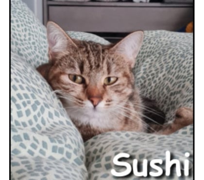 Don animaux Lyon Lyon - Photos Vivastreet SUSHI, minette calme et affectueuse