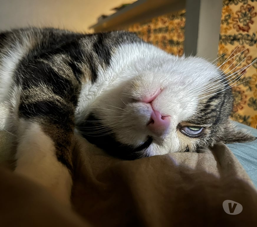 Don animaux Rhône Lyon - Photos Vivastreet TATAMI, chat attachant et câlin