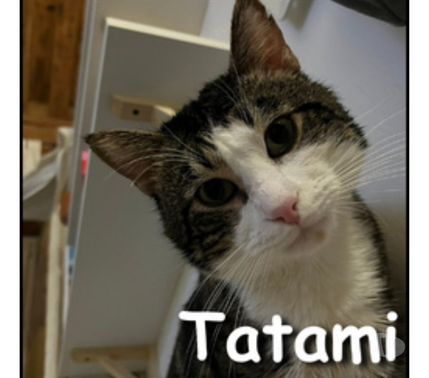 Don animaux Rhône Lyon - Photos Vivastreet TATAMI, chat attachant et câlin