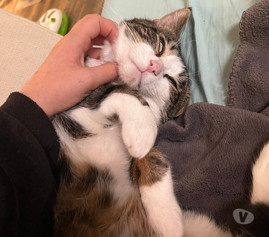 Don animaux Rhône Lyon - Photos Vivastreet TATAMI, chat attachant et câlin