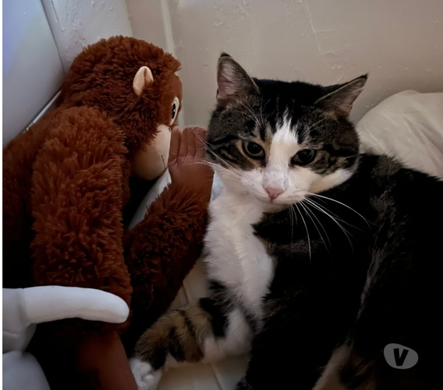 Don animaux Rhône Lyon - Photos Vivastreet TATAMI, chat attachant et câlin