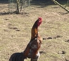 Coq shamo thaïlandais