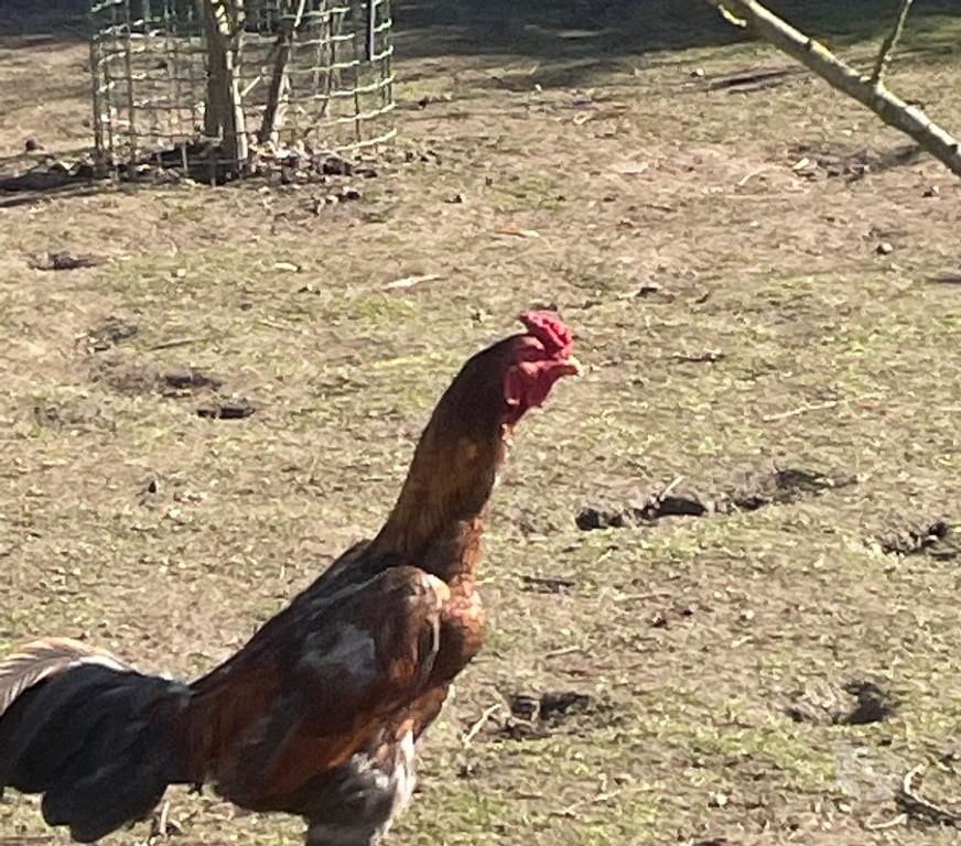 Vente Pas-de-Calais Lens - 62300 - Photos Vivastreet Coq shamo thaïlandais