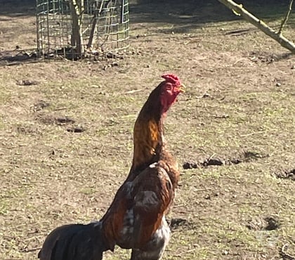 Vente animaux Lens Pas-de-Calais - Photos Vivastreet Coq shamo thaïlandais