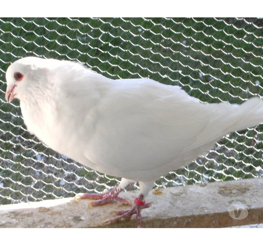 Vente Seine-et-Marne Bagneaux sur Loing - 77167 - Photos Vivastreet Pigeons de chair