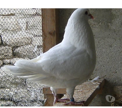 Vente animaux Bagneaux sur Loing Seine-et-Marne - Photos Vivastreet Pigeons de chair
