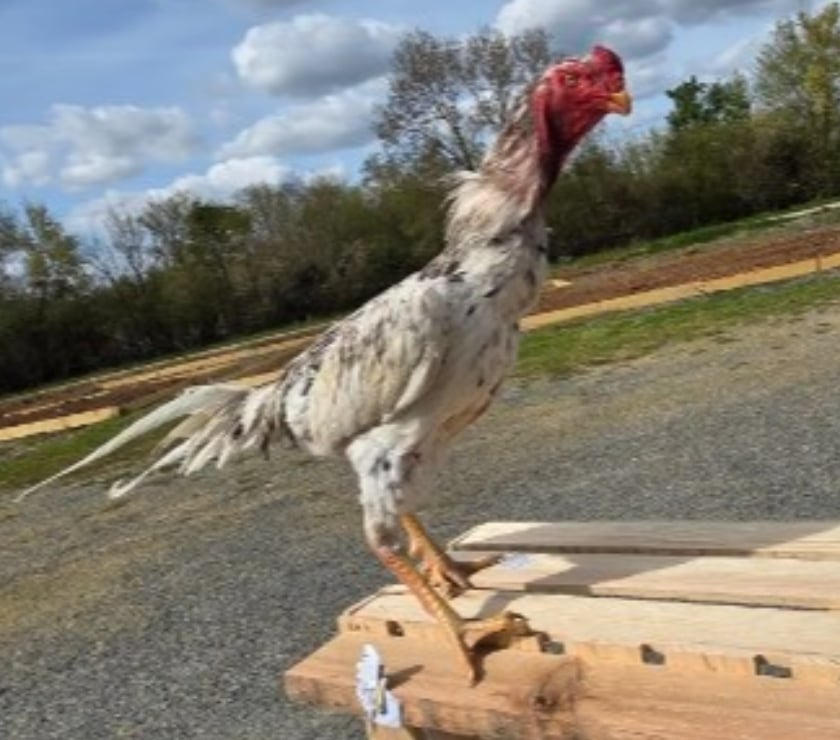 Vente Deux-Sèvres Niort - Photos Vivastreet Coq o shamo 11mois