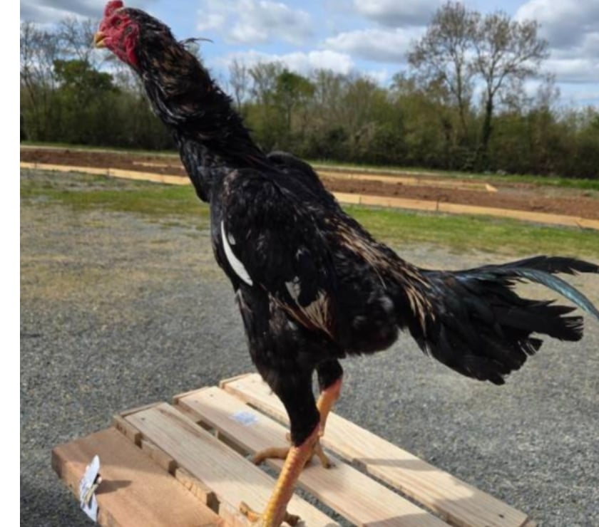 Vente animaux Niort Niort - Photos Vivastreet Coq o shamo 11mois