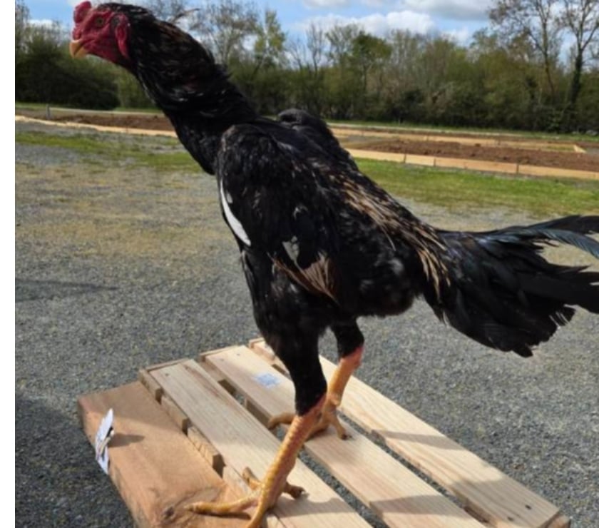 Vente Deux-Sèvres Niort - Photos Vivastreet Coq o shamo 11mois