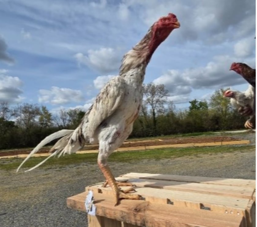 Vente Deux-Sèvres Niort - Photos Vivastreet Coq o shamo 11mois