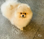 chiot type spitz poméranien crème