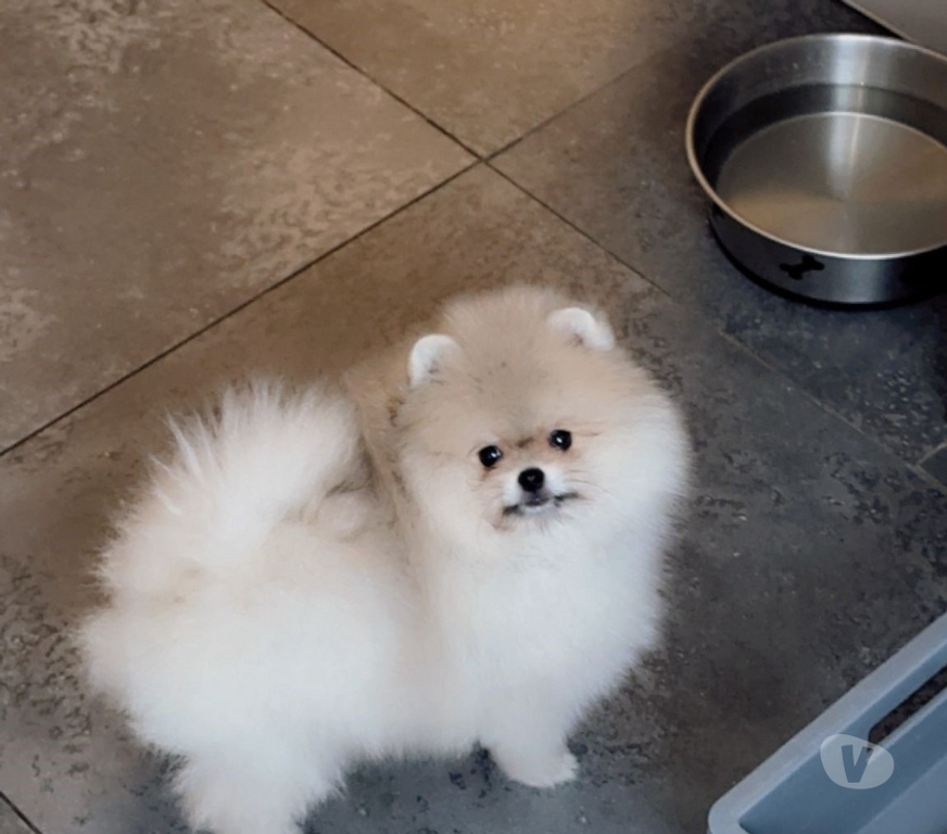 Vente Paris Paris 16ème ardt - 75016 - Photos Vivastreet chiot type spitz poméranien crème