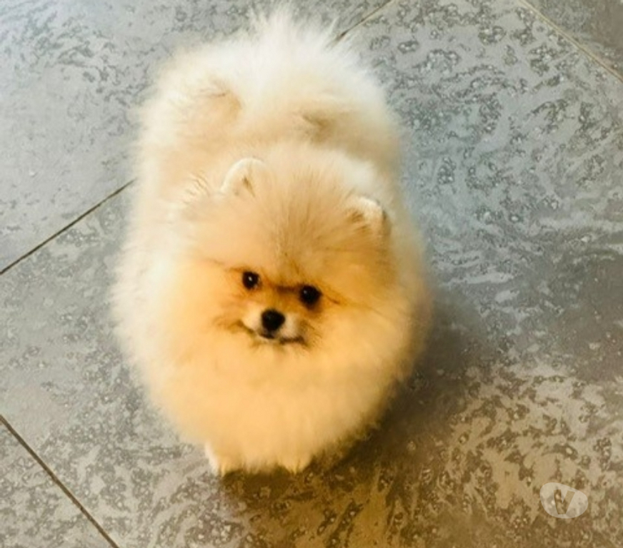 Vente Paris Paris 16ème ardt - 75016 - Photos Vivastreet chiot type spitz poméranien crème