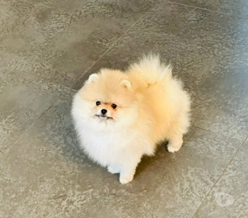 Vente Paris Paris 16ème ardt - 75016 - Photos Vivastreet chiot type spitz poméranien crème