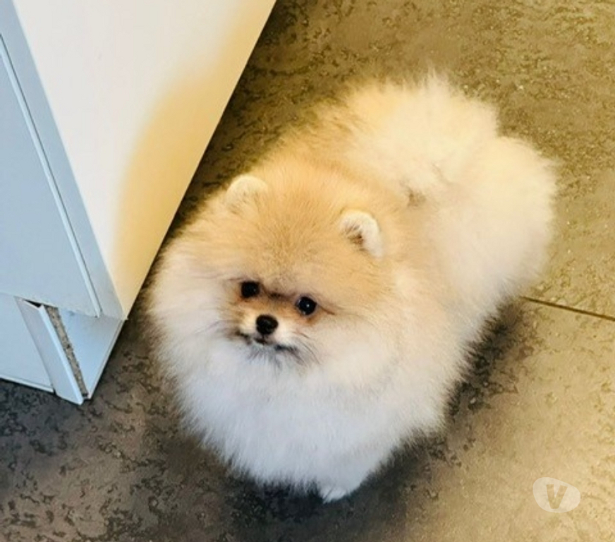 Vente Paris Paris 16ème ardt - 75016 - Photos Vivastreet chiot type spitz poméranien crème