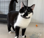 Futty 1 an borgne à adopter