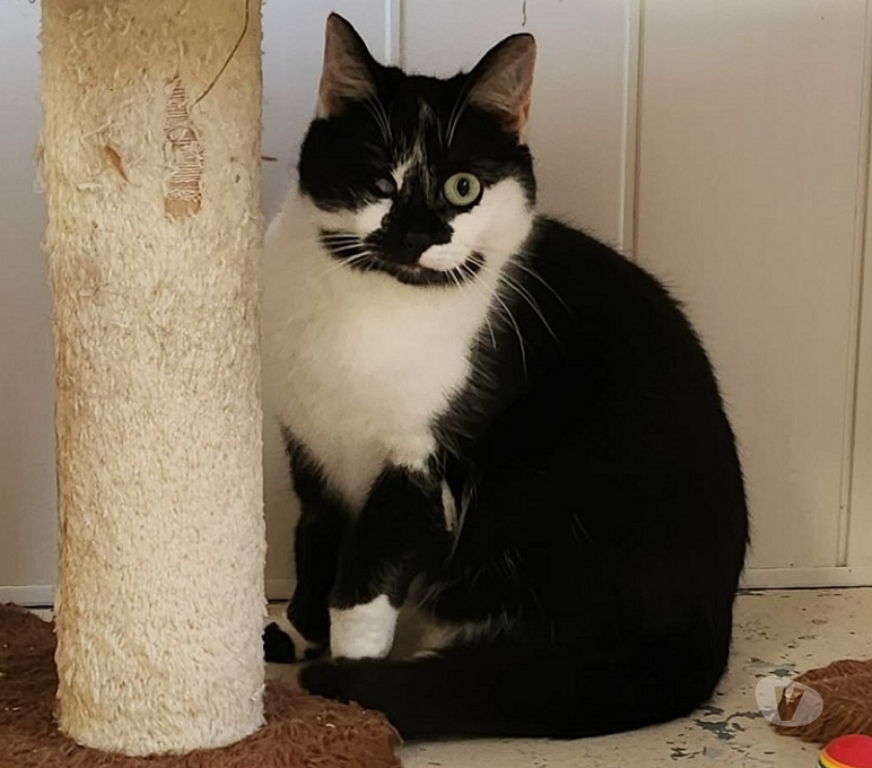 Don animaux Eure Beaumont le Roger - 27170 - Photos Vivastreet Futty 1 an borgne à adopter