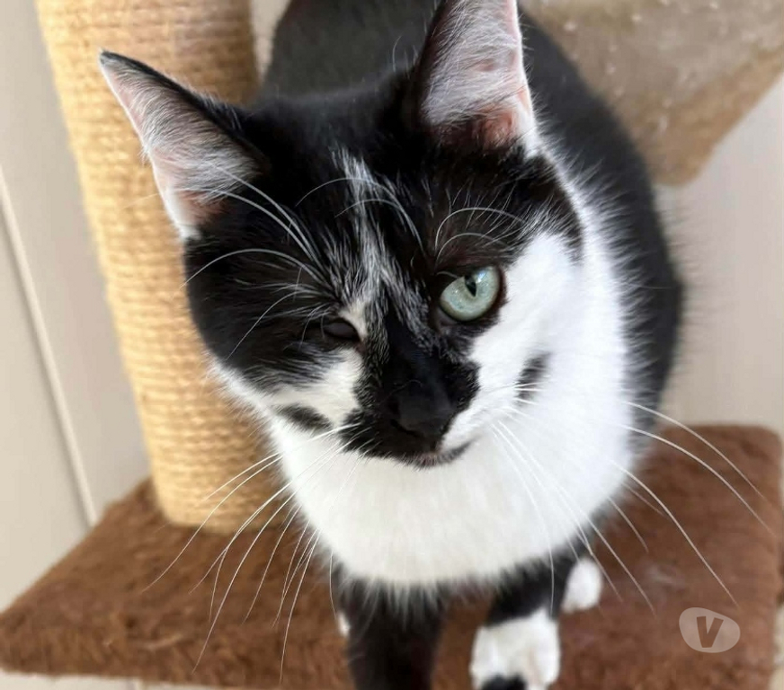 Don animaux Eure Beaumont le Roger - 27170 - Photos Vivastreet Futty 1 an borgne à adopter