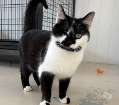 Adoption animaux Beaumont le Roger Eure - Photos Vivastreet Futty 1 an borgne à adopter