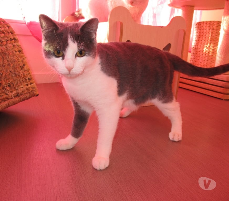 Don animaux Oise Beauvais - 60000 - Photos Vivastreet NEWT jeune chat ataxique à adopter