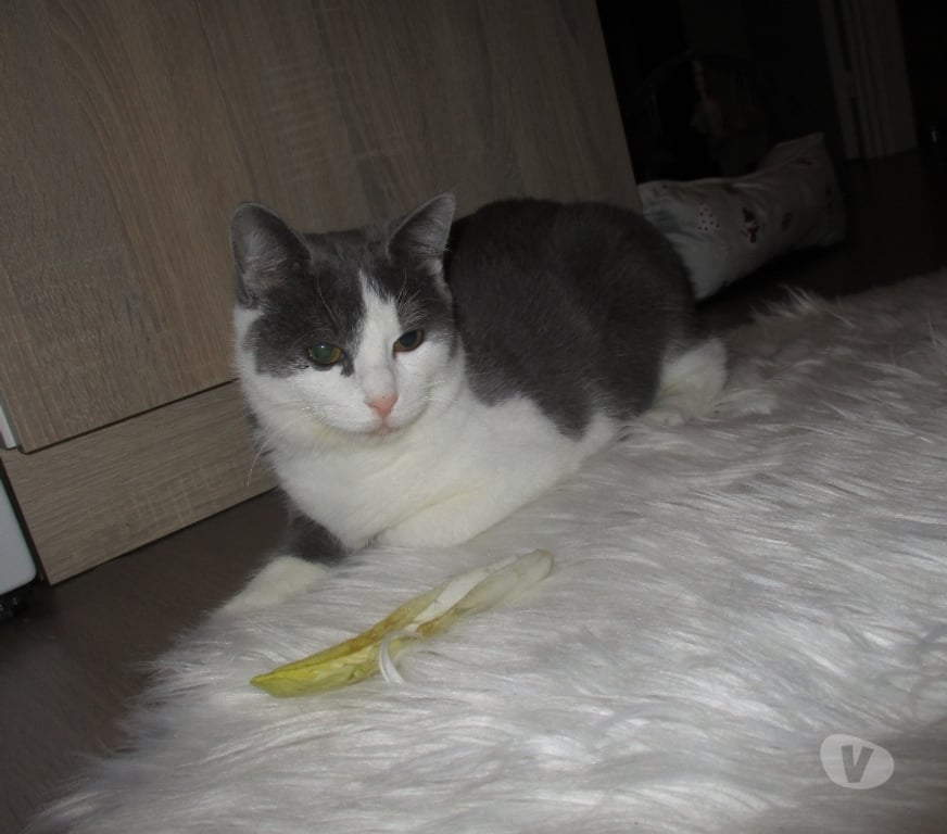 Don animaux Oise Beauvais - 60000 - Photos Vivastreet NEWT jeune chat ataxique à adopter