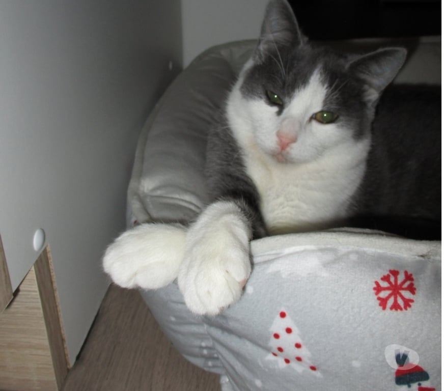 Don animaux Oise Beauvais - 60000 - Photos Vivastreet NEWT jeune chat ataxique à adopter