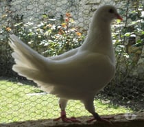Pigeons reproducteurs hubbell blanc