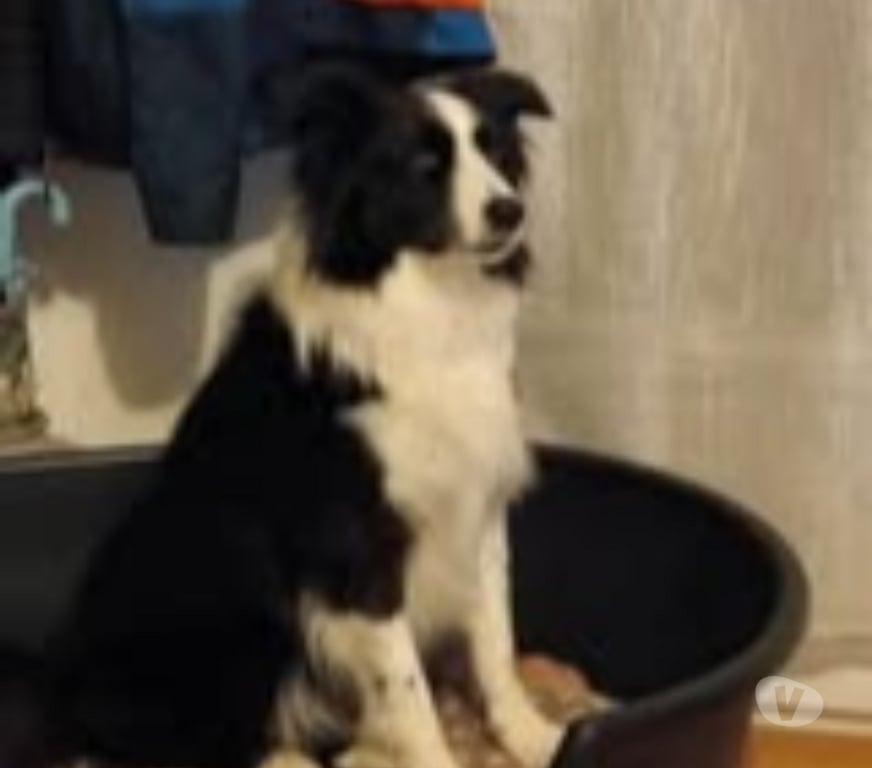 Don animaux Gard Remoulins - 30210 - Photos Vivastreet Chien ODIN à l adoption